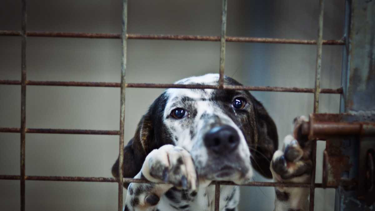 My mother-in-law let my childhood dog escape while I was gone — Then my husband took action