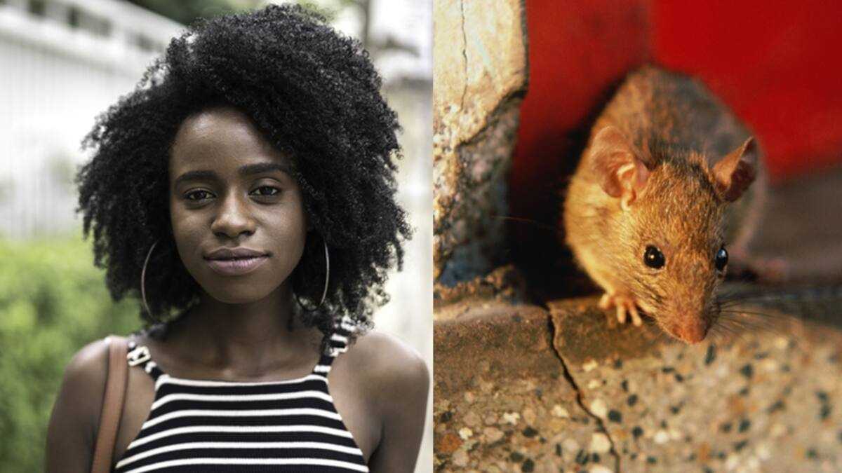 Fumigate Rats