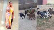 "This is my year": Nigerian lady celebrates joyfully as her 5 goats gives birth to 11 children, posts photos