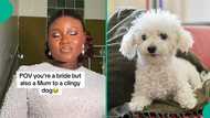 Clingy dog refuses to stay away from owner on her wedding day, funny video melts hearts