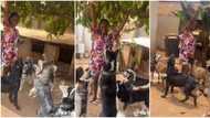 Many Dogs Surround Lady as She Visits Friend for the First Time, Her Reaction Causes a Stir, Video Goes Viral