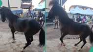 Ojude Oba 2024: Horse dances to drumbeats at popular cultural festival, people watch with gladness