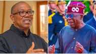 Peter Obi vs Tinubu: Labour Party gives reason for presenting 13 witnesses instead of proposed 50