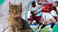 Mysterious cat predicts winner of Arsenal vs Manchester United Premier League clash