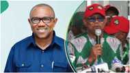 "Who does he think he is": Mixed reactions as Obidients knock Peter Obi