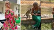 'Flirtatious' monkey tries hard to get under Nancy Isime's dress, sparks funny reactions as video goes viral