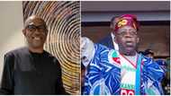 Sha'awar cancanta ne Yasa muke Goyon bayan Tinubu maimakon Peter Obi - Matasan Ibo