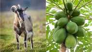 Gwanda da Akuya ‘sun kamu’ da korona a Tanzania