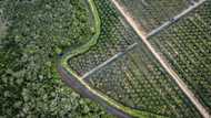 EU proposes new delay to anti-deforestation rules