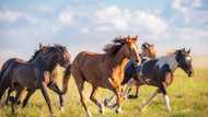 Quels sont les plus beaux chevaux du monde ? Notre Top