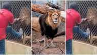 Zookeeper loses finger after lion bites him while playing with the caged beast, scary video goes viral