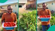 "₦8k-₦10k in Lagos" Nigerian man abroad shows off massive backyard tomato harvest, video goes viral