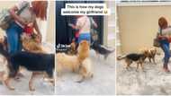 "I'll land in hospital": Dogs jump on, rush Nigerian lady as she enters boyfriend's compound in video