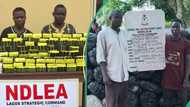 NDLEA arrests Lagos drug kingpins, seizes cocain and meth in major raid