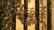 Europe's bees stung by climate, pesticides and parasites