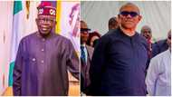 Major highlights as Peter Obi closes case against President Bola Tinubu