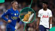 Chelsea vs Tottenham: Mysterious cat predicts Premier League London derby