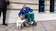 Adorable dog shows loyalty as it stands outside hospital for 6 days till owner is discharged