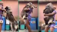 Courageous lady lifts giant Caucasian shepherd dog, holds it to her chest like human being