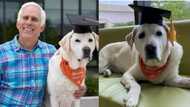 This dog was awarded doctorate degree in veterinary medicine, here is why (photos)