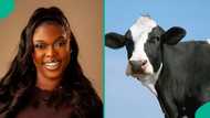 Lady who thought cows were sold for N300k cries out after hearing real price of 1: "I didn't know"