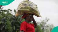 Women tipped to lead Nigeria’s agricultural revival as farming population declines