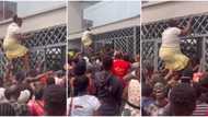 "Wahala": Video shows moment Nigerian woman climbed huge gate to enter her bank, shocks people