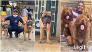 "My parents never liked dogs": Man who flew from Lagos to Abuja to mate his Bullmastiff speaks