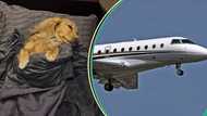 Video as pampered dog flies in business class, gets premium treatment onboard luxury flight