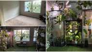 Woman shows off her room full of plants, pictures send social media users into frenzy