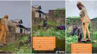 Nigerian woman storms one of the lands her late husband bought before he died, video stirs reactions