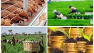 Zamfara: Agriculture now a compulsory subject in secondary schools