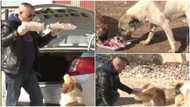 Man spends over N500k every month to feed homeless dogs, buys them big meat, people praise him