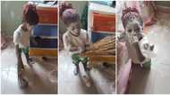 Don't beat me: Little girl kneels down, tearfully begs mother after destroying a bottle of powder in video