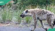 Breaking: Missing hyena from Plateau wildlife park found alive, management takes action