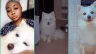 Nigerian lady cries out after waking up at 2 am to see dog staring deeply at her, video trends