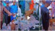 "Who go pack am?" Young Nigerian men cause stir as they surround goat and spray it money, video goes viral