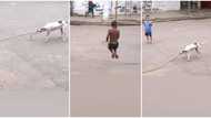 "I have seen this dog somewhere": Video of white puppy helping boy to skip rope goes viral, stirs reactions