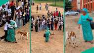 Students go 'gaga' as Nigerian mum brings live goat to son's school on graduation day