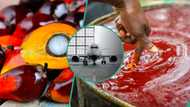 Nigeria emerges No 1 African country producing palm oil, airlines mull product for aviation fuel