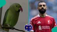 Parrot predicts winner of UEFA Champions League quarter-final match between PSG and Liverpool FC
