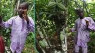 Cocoa farmers lament price crash, seek government’s intervention