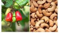 Experts predict cashew will generate $500 million for exporters in 2023