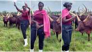 "Tall and beautiful": Lady confidently walks in the midst of fat cows with long horns, video goes viral