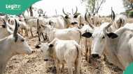 Thunder strikes kill 32 cows in Ogun, police react