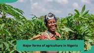 What are the major forms of agriculture in Nigeria? Find out now