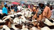 Miyetti Allah says cow may cost N2 million in Lagos State over anti-open grazing bill