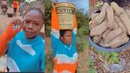 "I just fixed my nails": Lady in pain as her mother drags her to farm to harvest yams as she arrives village