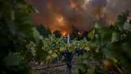 Global wine output to hit lowest level since 1961