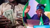Naira bounces back, rises by over N200 against US dollar in 24hrs as Tinubu’s govt gets support